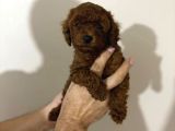 Orijinal Toy Poodle Yavrular