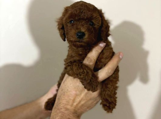 Orijinal Toy Poodle Yavrular görsel