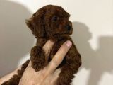 Orijinal Toy Poodle Yavrular