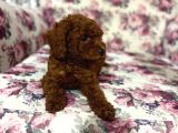 Orijinal Toy Poodle Yavrular