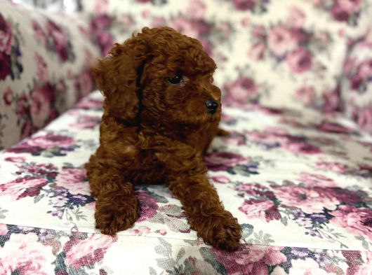 Orijinal Toy Poodle Yavrular görsel