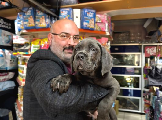 İtalyan Aygırı Cane Corso Benden Size görsel