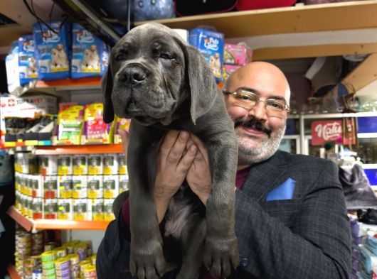 İtalyan Aygırı Cane Corso Benden Size görsel
