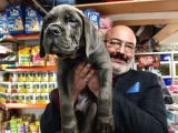 İtalyan Aygırı Cane Corso Benden Size