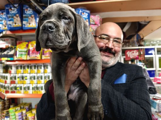 İtalyan Aygırı Cane Corso Benden Size görsel