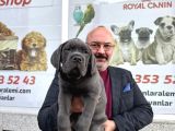 İtalyan aygırı cane corso benden size