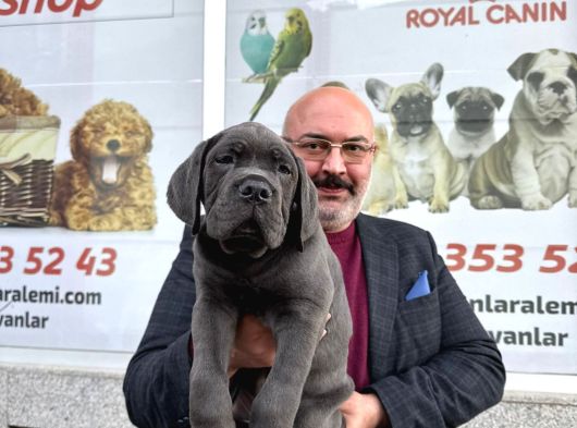 İtalyan Aygırı Cane Corso Benden Size