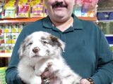 Kahve Beyaz Red White Ve Red Merle Border Collie Yavruları