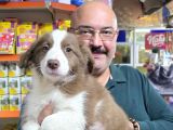 Kahve Beyaz Red White Ve Red Merle Border Collie Yavruları