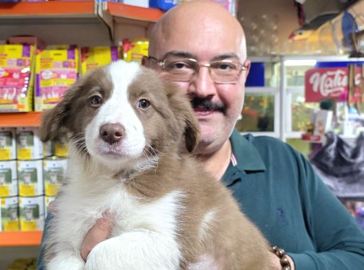 Kahve Beyaz Red White Ve Red Merle Border Collie Yavruları görsel