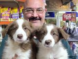 Kahve Beyaz Red White Ve Red Merle Border Collie Yavruları