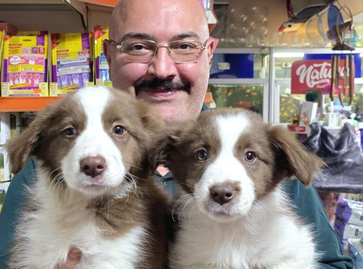 Kahve Beyaz Red White Ve Red Merle Border Collie Yavruları görsel
