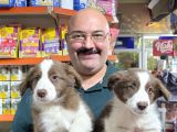 Kahve beyaz Red white ve red merle border collie yavruları
