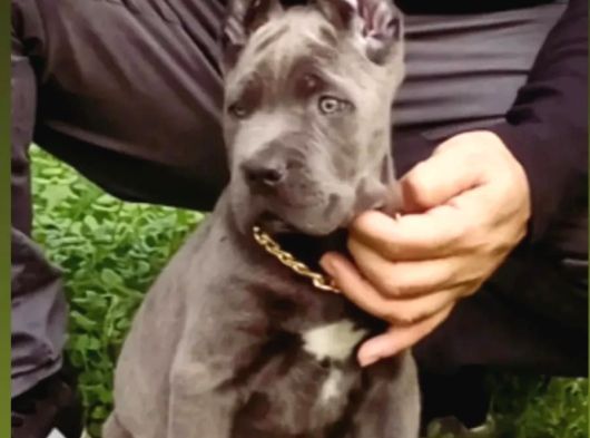 İtalyan Aygırı Cane Corso Benden Size görsel