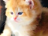 A KALİTE BRİTHİŞ ŞHORTHAİR GOLDEN YAVRULAR