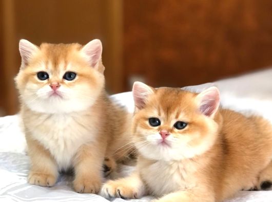 A Kali̇te Bri̇thi̇ş Şhorthai̇r Golden Yavrular görsel