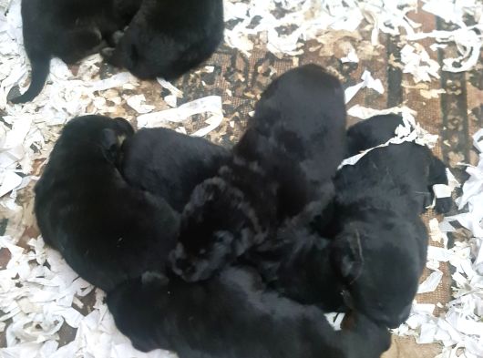 Kaliteli Gösterişli Alman Kurdu Bebeklerimiz görsel