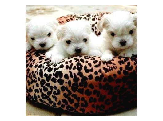 Minnak Maltese Bebeklerimiz
