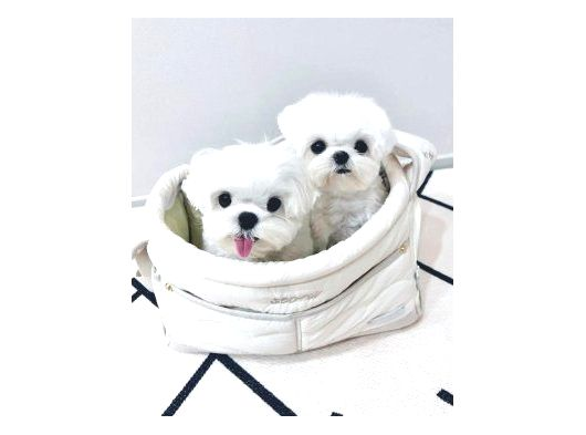 Minnak Maltese Bebeklerimiz görsel