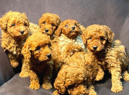 Burkemden Safkan Poodle görsel