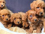 Burkemden Safkan Poodle