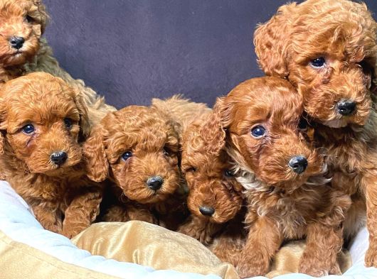 Burkemden Safkan Poodle görsel