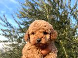 A Kalite poodle bebekler