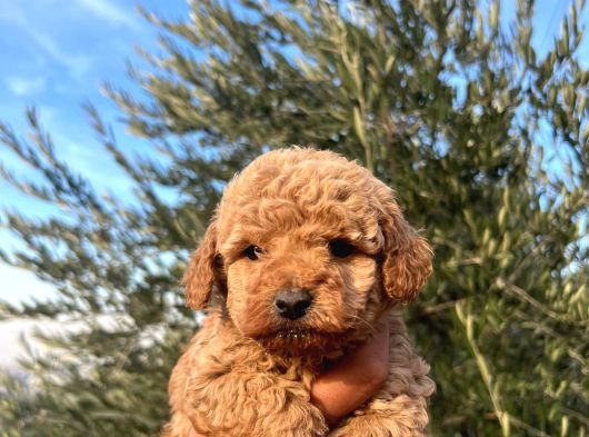 A Kalite Poodle Bebekler