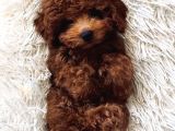 Kalite Arayanlara Red Toypoodle Belgeli Sizlerle