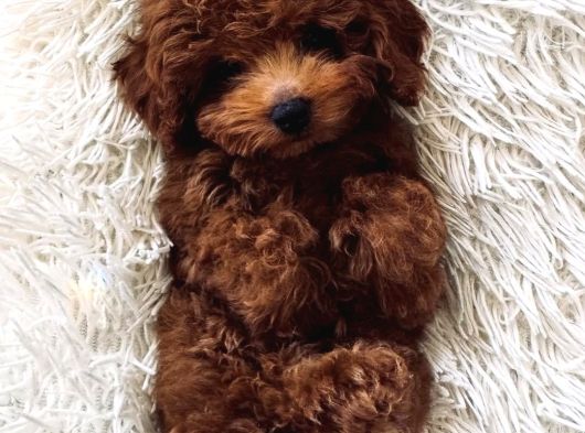 Kalite Arayanlara Red Toypoodle Belgeli Sizlerle görsel