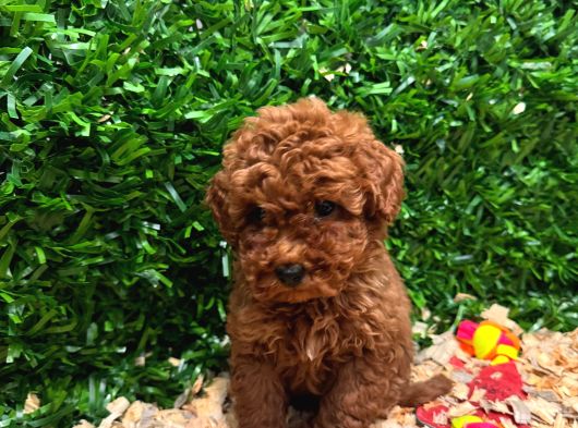 Burkemden Safkan Poodle görsel