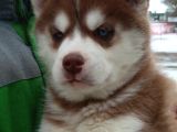 Irk Ve Saglık Garantili Mükemmel Maskeli Kızıl Husky