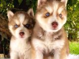 Irk ve saglık garantili mükemmel maskeli kızıl husky