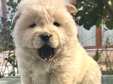 Chow chow çin Aslanı