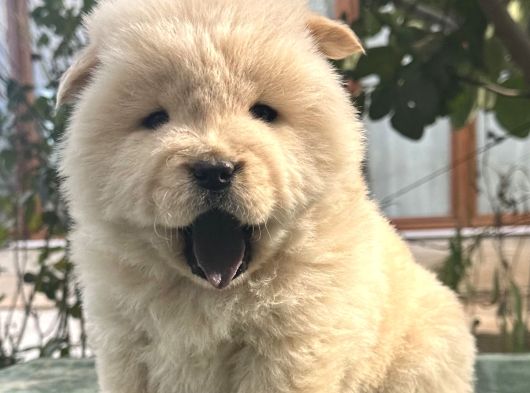 Chow Chow Çin Aslanı