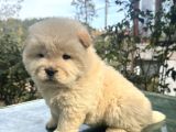 Chow Chow Çin Aslanı