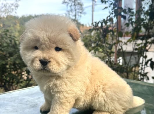 Chow Chow Çin Aslanı görsel