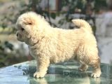 Chow Chow Çin Aslanı