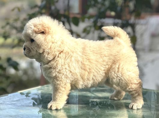 Chow Chow Çin Aslanı görsel