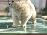 Chow Chow Çin Aslanı