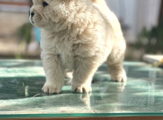 Chow Chow Çin Aslanı görsel