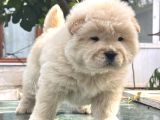 Chow Chow Çin Aslanı