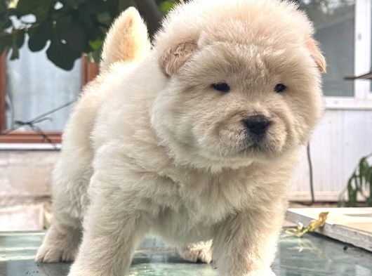 Chow Chow Çin Aslanı görsel