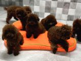 Kore Poodle Red Brown Arayanlara