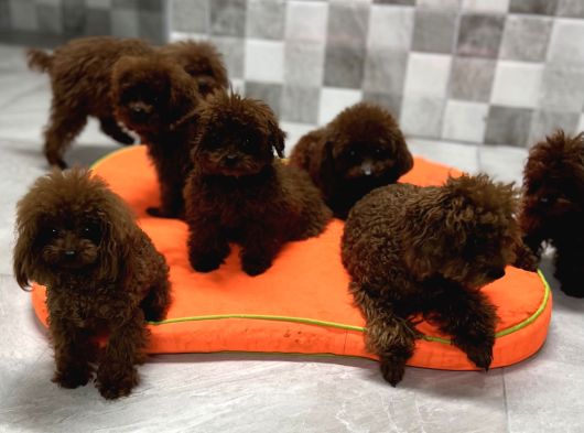 Kore Poodle Red Brown Arayanlara