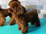 Kusursuz Poodle Yavrular