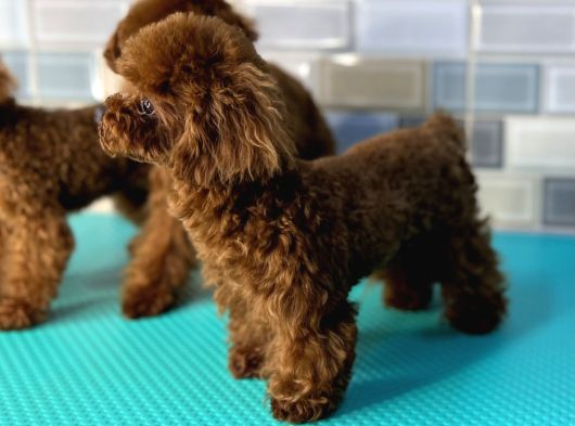 Kusursuz Poodle Yavrular