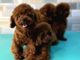 Mükemmel Toy Poodle Yavrular