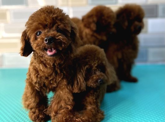 Mükemmel Toy Poodle Yavrular