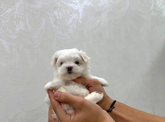 Mini Boy Maltese Bebekler görsel